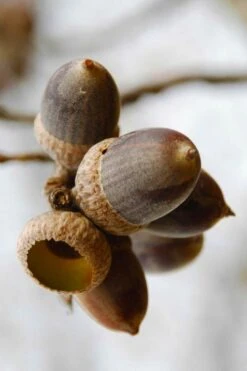 Nuttall Oak Tree (Quercus Nuttallii) - 3 Gallon Pot -Plant Serie Store quercus nuttallii nutall oak acorn nut 1