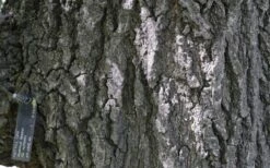 Nuttall Oak Tree (Quercus Nuttallii) - 3 Gallon Pot -Plant Serie Store quercus nuttallii nutall oak bark 1