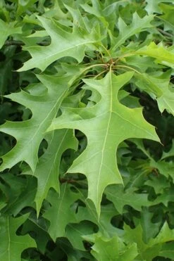 Nuttall Oak Tree (Quercus Nuttallii) - 3 Gallon Pot -Plant Serie Store quercus nuttallii nutall oak leaf 1
