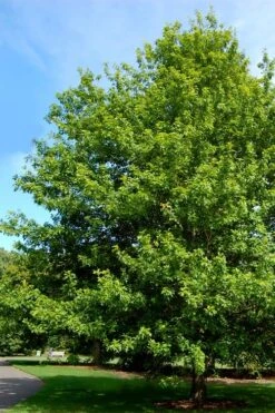 Nuttall Oak Tree (Quercus Nuttallii) - 3 Gallon Pot -Plant Serie Store quercus nuttallii nutall oak tree 2