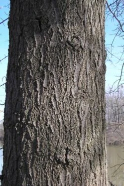 Pin Oak Tree (Quercus Palustris) - 3 Pack Of 1.5 Quart Pots -Plant Serie Store quercus palustris pin oak bark 1 2