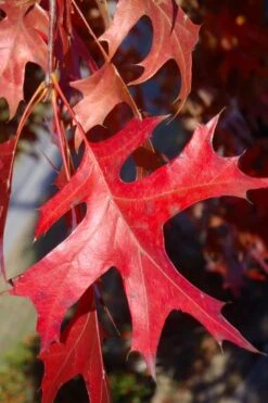 Pin Oak Tree (Quercus Palustris) - 1 Gallon Pot 17 Pin Oak Tree (Quercus Palustris) - 1 Gallon Pot -Plant Serie Store quercus palustris pin oak leaves 1