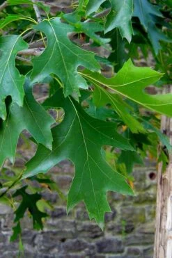 Pin Oak Tree (Quercus Palustris) - 3 Pack Of 1.5 Quart Pots -Plant Serie Store quercus palustris pin oak leaves 2 2