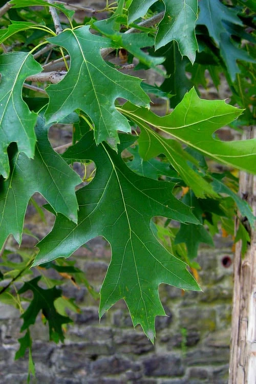 Pin Oak Tree (Quercus Palustris) - 1 Gallon Pot 8 Pin Oak Tree (Quercus Palustris) - 1 Gallon Pot - Image 6