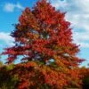 Pin Oak Tree (Quercus Palustris) - 1 Gallon Pot 2 Pin Oak Tree (Quercus Palustris) - 1 Gallon Pot -Plant Serie Store quercus palustris pin oak tree 1