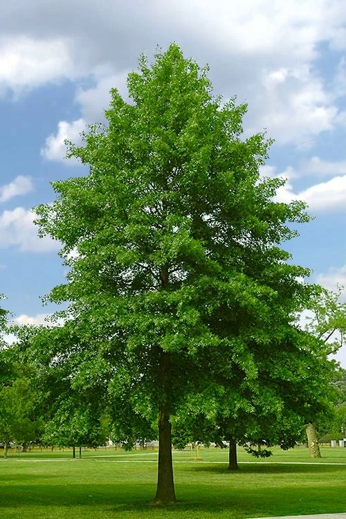 Pin Oak Tree (Quercus Palustris) - 1 Gallon Pot 6 Pin Oak Tree (Quercus Palustris) - 1 Gallon Pot - Image 4