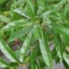 Willow Oak Tree (Quercus Phellos) - 3 Gallon Pot -Plant Serie Store quercus phellos willow leaves 1 1