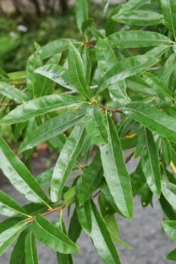 Willow Oak Tree (Quercus Phellos) - 3 Gallon Pot