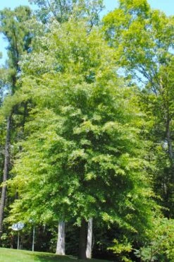 Willow Oak Tree (Quercus Phellos) - 1 Gallon Pot -Plant Serie Store quercus phellos willow oak tree 1