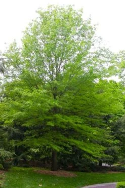 Willow Oak Tree (Quercus Phellos) - 1 Gallon Pot -Plant Serie Store quercus phellos willow oak tree 2