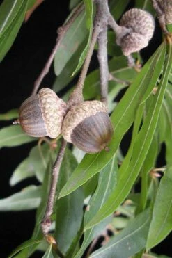 Willow Oak Tree (Quercus Phellos) - 1 Gallon Pot -Plant Serie Store quercus phellos willow oak tree acorn nut