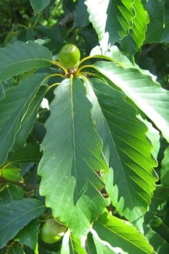 Chestnut Oak Tree (Quercus Prinus) - 1 Gallon Pot -Plant Serie Store quercus prinus northern chestnut oak leaves 2