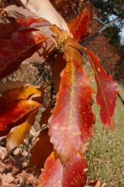 Chestnut Oak Tree (Quercus Prinus) - 1 Gallon Pot -Plant Serie Store quercus prinus northern chestnut oak leaves fall 2