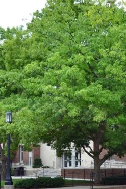 Chestnut Oak Tree (Quercus Prinus) - 3 Pack Of 1.5 Quart Pots