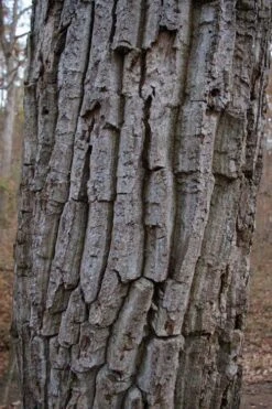 Chestnut Oak Tree (Quercus Prinus) - 1 Gallon Pot -Plant Serie Store quercus prinus northern chestnut oak tree bark 2
