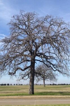 Post Oak Tree (Quercus Palustris) - 3 Gallon Pot -Plant Serie Store quercus stellata post oak tree 2