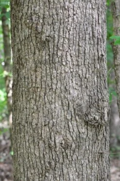 Post Oak Tree (Quercus Palustris) - 3 Gallon Pot -Plant Serie Store quercus stellata post oak tree 4