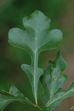 Post Oak Tree (Quercus Palustris) - 3 Gallon Pot -Plant Serie Store quercus stellata post oak tree 5