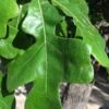 Post Oak Tree (Quercus Palustris) - 3 Gallon Pot -Plant Serie Store quercus stellata post oak tree 6