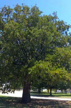 Post Oak Tree (Quercus Palustris) - 3 Gallon Pot -Plant Serie Store quercus stellata post oak tree 8