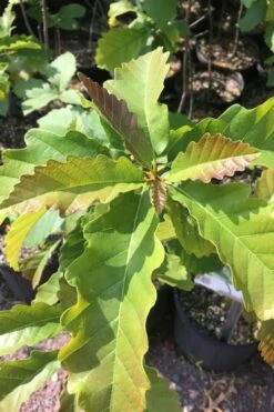 Chestnut Oak Tree (Quercus Prinus) - 3 Pack Of 1.5 Quart Pots -Plant Serie Store qurcus prinus northern chestnut oak 1 1