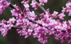 Eastern Redbud - 7 Gallon Pot -Plant Serie Store redbud Eastern Tree Flowers