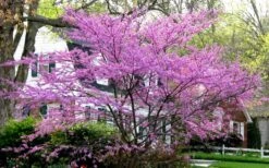 Eastern Redbud - 7 Gallon Pot -Plant Serie Store redbud Eastern Tree In Bloom