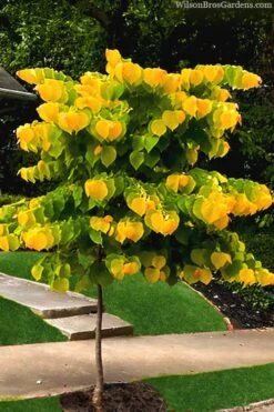 The Rising Sun Redbud Tree - 7 Gallon Pot (3-4') 13 The Rising Sun Redbud Tree - 7 Gallon Pot (3-4') -Plant Serie Store redbud rising sun 52