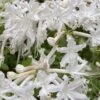 White Alabama Native Azalea (Rhododendron Alabamense) - 3 Gallon Pot -Plant Serie Store rhododendron alabamense alabama native azalea 5