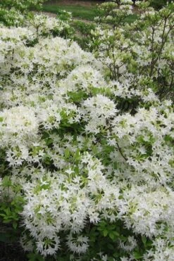 White Alabama Native Azalea (Rhododendron Alabamense) - 3 Gallon Pot 13 White Alabama Native Azalea (Rhododendron Alabamense) - 3 Gallon Pot -Plant Serie Store rhododendron alabamense alabama native azalea 6