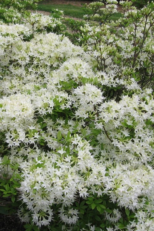 White Alabama Native Azalea (Rhododendron Alabamense) - 3 Gallon Pot 7 White Alabama Native Azalea (Rhododendron Alabamense) - 3 Gallon Pot - Image 5