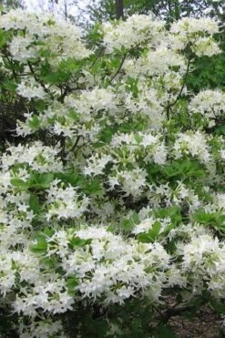 White Alabama Native Azalea (Rhododendron Alabamense) - 3 Gallon Pot 14 White Alabama Native Azalea (Rhododendron Alabamense) - 3 Gallon Pot -Plant Serie Store rhododendron alabamense alabama native azalea 8