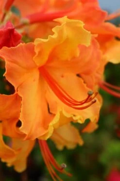Andrew J. Boike Alabama Flame Native Azalea Azalea - 3 Gallon Pot -Plant Serie Store rhododendron austrinum andrew j boike native azalea 3