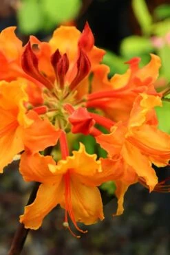 Andrew J. Boike Alabama Flame Native Azalea Azalea - 3 Gallon Pot -Plant Serie Store rhododendron austrinum andrew j boike native azalea 5