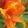 Golden Eagle Azalea (Rhododendron) - 3 Gallon Pot -Plant Serie Store rhododendron golden eagle azalea 2