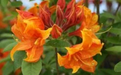 Golden Eagle Azalea (Rhododendron) - 3 Gallon Pot 11 Golden Eagle Azalea (Rhododendron) - 3 Gallon Pot -Plant Serie Store rhododendron golden eagle azalea 5