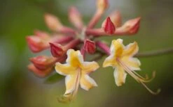 Millie Mac Native Azalea (Rhododendron) - 3 Gallon Pot -Plant Serie Store rhododendron millie mac native azalea 10