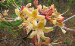 Millie Mac Native Azalea (Rhododendron) - 3 Gallon Pot -Plant Serie Store rhododendron millie mac native azalea 2