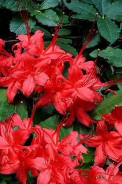 Plant Serie Store 19 Plum Leaf Native Azalea (Rhododendron Prunifolium) - 3 Gallon Pot