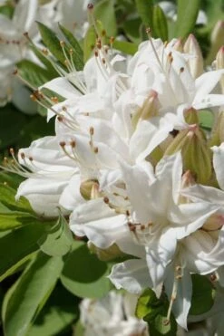 Swamp Azalea (Rhododendron Viscosum) - 1 Gallon Pot -Plant Serie Store rhododendron viscosum swamp azalea 1