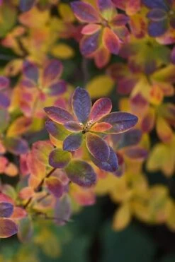 Swamp Azalea (Rhododendron Viscosum) - 1 Gallon Pot -Plant Serie Store rhododendron viscosum swamp azalea 2