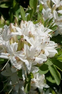 Swamp Azalea (Rhododendron Viscosum) - 1 Gallon Pot -Plant Serie Store rhododendron viscosum swamp azalea 5