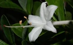 Swamp Azalea (Rhododendron Viscosum) - 1 Gallon Pot -Plant Serie Store rhododendron viscosum swamp azalea 8