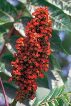 Smooth Sumac (Rhus Glabra) - 1 Gallon Pot -Plant Serie Store rhus glabra smooth sumac 1