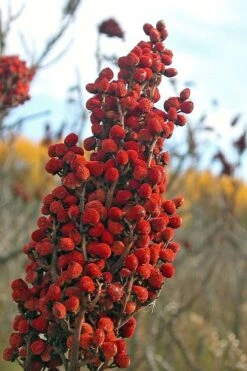 Smooth Sumac (Rhus Glabra) - 1 Gallon Pot -Plant Serie Store rhus glabra smooth sumac 10