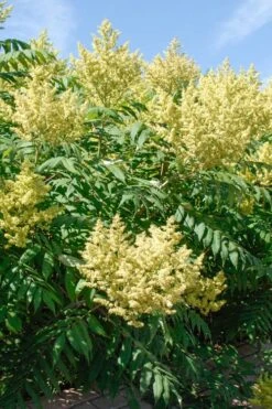 Smooth Sumac (Rhus Glabra) - 1 Gallon Pot