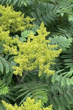 Smooth Sumac (Rhus Glabra) - 1 Gallon Pot -Plant Serie Store rhus glabra smooth sumac 4