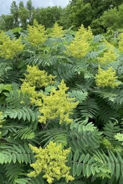 Smooth Sumac (Rhus Glabra) - 1 Gallon Pot -Plant Serie Store rhus glabra smooth sumac 7