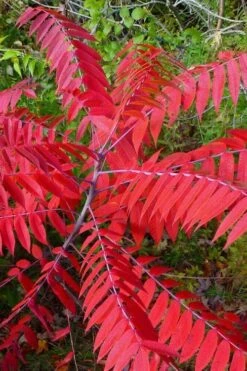 Smooth Sumac (Rhus Glabra) - 1 Gallon Pot -Plant Serie Store rhus glabra smooth sumac 8