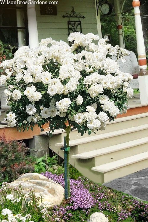 Iceberg Tree Rose - 7 Gallon Pot 3 Iceberg Tree Rose - 7 Gallon Pot